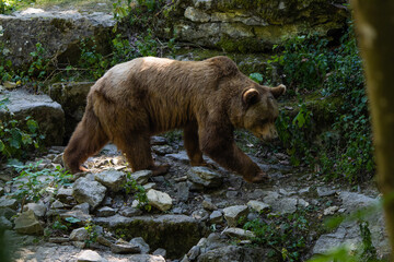 European brown bear in a forest