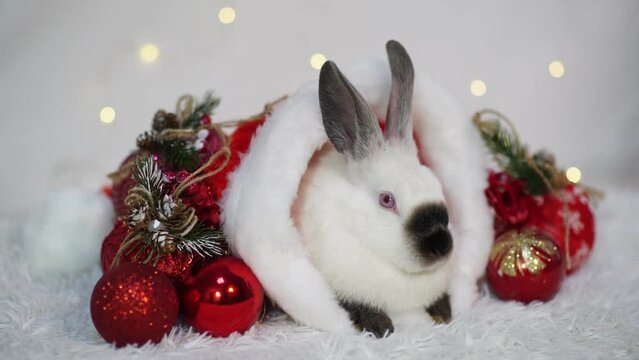 A cute little white rabbit is sitting into a Santa's hat on a white background with red christmas tree balls. The year of the rabbit. The symbol of 2023.