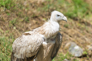 Close-up of a eurasian griffon vulture on a hill