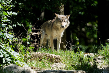 Grey timberwolf on the edge of a forest