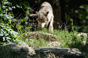 Naklejka premium Grey timberwolf on the edge of a forest