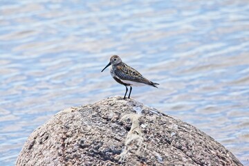 Closeup of dunlin standing on a rock on the seashore on the island of Torra Lövö, Espoo, Finland.