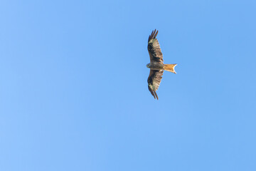 Red kite flying in front of a blue sky