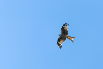 Red kite flying in front of a blue sky