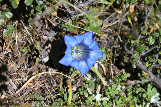 Gentian Flowers In The Mountains Of Bhutan