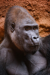 close up portrait of gorilla male