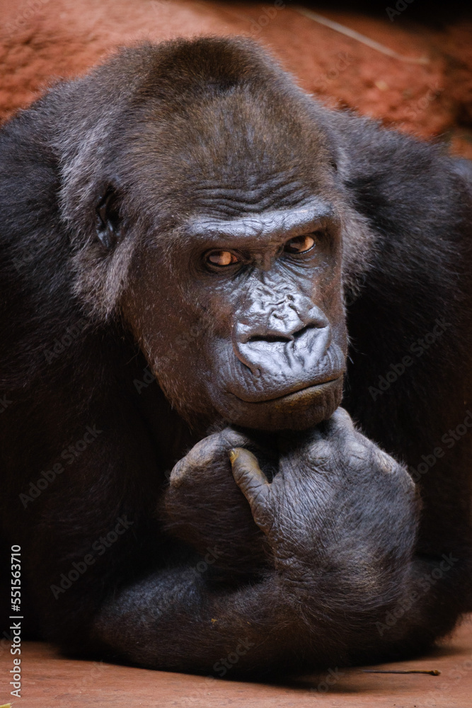 Sticker close up portrait of gorilla male