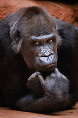 close up portrait of gorilla male