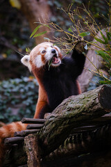 Close up portrait of red panda