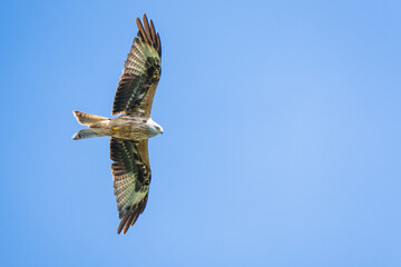 Red kite flying in front of a blue sky