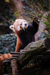 Close up portrait of red panda