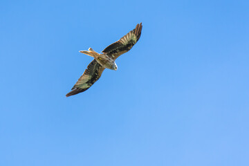 Red kite flying in front of a blue sky
