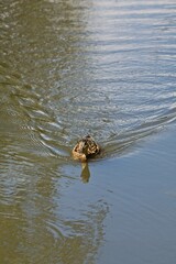 Closeup of mallard on water surface in summer on lake of Storträsk, Sipoonkorpi National Park , Finland.
