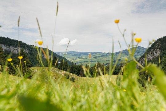 Scenic view flowers blooming on the Swiss mountains