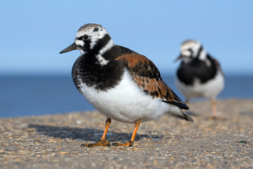 Turnstone