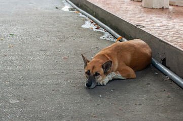 a brown dog relax sleep on blur background.
