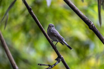Taiga Flycatcher