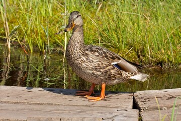 Closeup of mallard standing on wood plank at lake of Storträsk, Sipoonkorpi National Park , Finland.