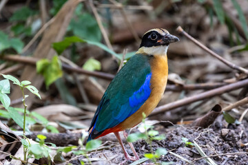 Stunning Beautiful Blue winged Pitta inhabitant in rainforest, migration bird in Thailand, Southeast Asia.