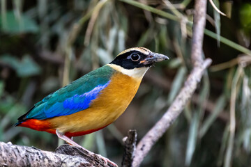 Stunning Beautiful Blue winged Pitta inhabitant in rainforest, migration bird in Thailand, Southeast Asia.