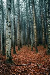 Wald, Nebel, Herbst, Winter, Bäume