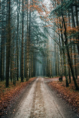 Wald, Nebel, Herbst, Winter, Bäume