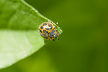 ladybird perche on a green leaf , in the garden  