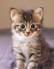 Portrait of a small very young kitten. Kitty with big eyes close up on a bedsheet. Adorable baby cat with cute face. Cute American shorthair cat kitten. Pet kitten looks curious. Newborn baby cat