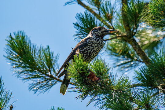 nutcracker perched on a swiss stone pine and is pecking the cones
