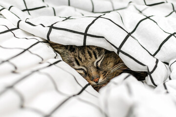 A cute gray tabby cat with a red nose lies under a blanket and sheets. Close-up feline in bed is resting or sleeping. Fluffy pet hides at home, animal to take a nap. - Powered by Adobe