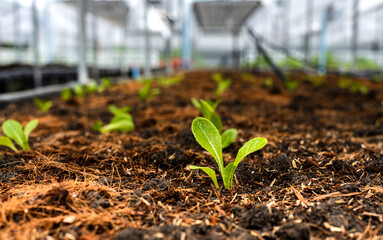 Young lectucce salad plants growing in green house, Organic Agriculture Business