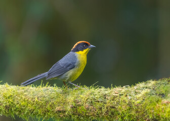 Yellow-breasted Brushfinch, passeriformes