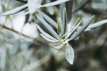 Close-up sur les feuilles d'un olivier et arrière plan flou