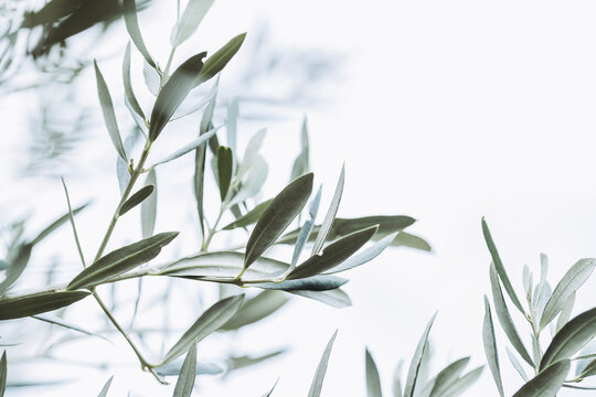 Close-up sur les feuilles d'un olivier et arrière plan flou