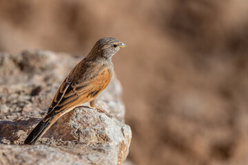 House bunting, Emberiza sahari, Morocco.