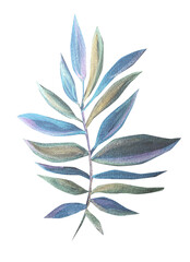  Hand drawn watercolor drawing of leaf, illustration art.
