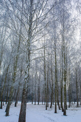 Winter snowy landscape with Birches