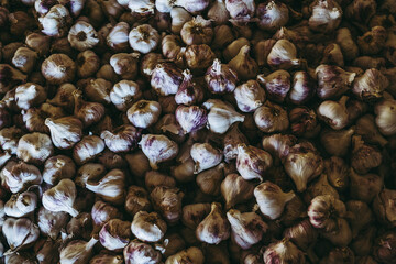 Bouquets d'ail fraichement ramassé entreposé - Focus sélectif