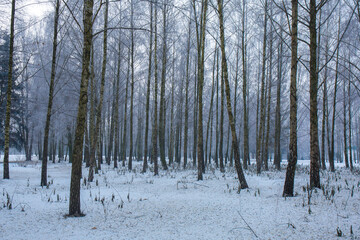 Winter landscape with Birches