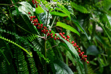 red berries between green leaves