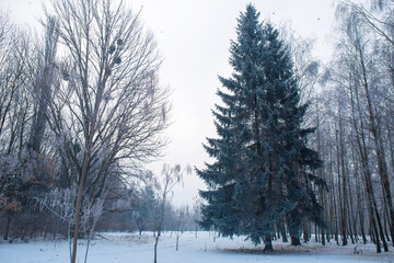 A big Christmas tree in the winter park