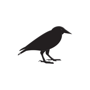 common starling icon