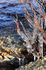 natural crystal and glass sculpture: ice-covered twigs of mountain lorel