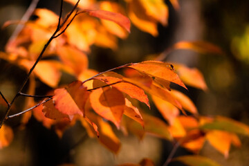 colorful autumn leaves on the tree
