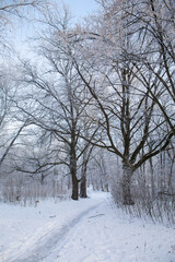 Fototapeta na wymiar A road through a winter forest on a morning