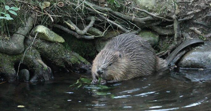 Wild European beaver, Castor fiber, sitting in water by river bank and eating leaves. Beaver gnawing branch. Brown furry animal with long flat tail. Largest European rodent in nature habitat. Evening.