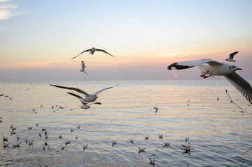 seagulls flying above the sea at beautiful sunset time with a twilight scene.
