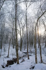 Foto auf Leinwand winter forest on a sunny morning © Mallivan