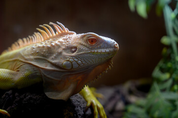 closeup yellow Iguana lying on a branch. Iguana is lizard reptile in the genus Iguana in the iguana family.