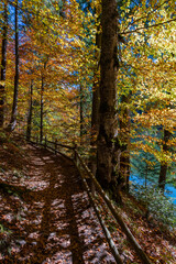Forest path with a wooden fence next to lake Synevyr on a sunny autumn day. West Ukraine